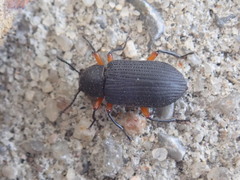 Haplandrus fulvipes