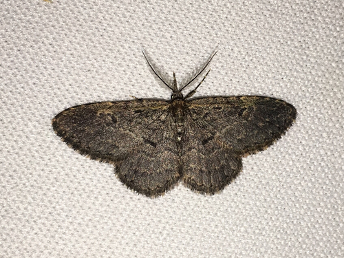 iNaturalist observation photo of Butterflies and Moths