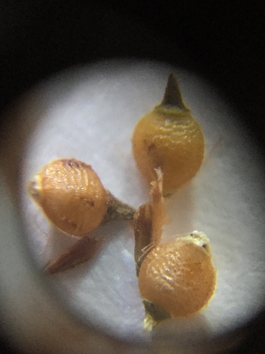 Image of Rhynchospora recognita by no rights reserved