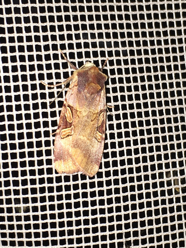iNaturalist observation photo of Xestia