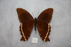 Papilio nireus pseudonireus