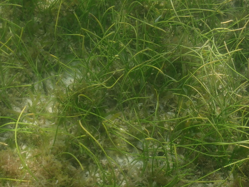 Syringodium isoetifolium iNat (3)