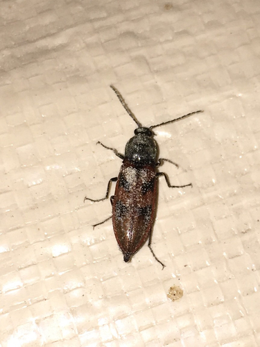 iNaturalist observation photo of Click Beetles