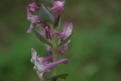 Corydalis cava marschalliana