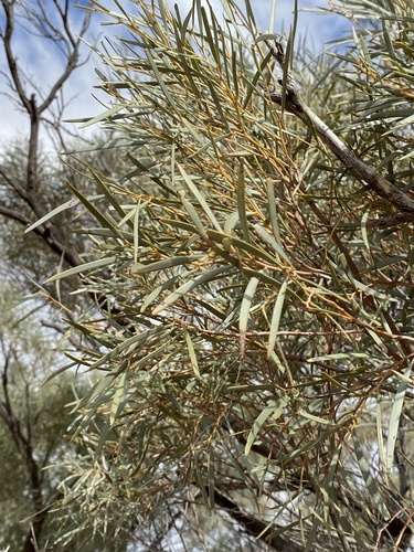 Shrubby Wattle (Acacia calcicola)