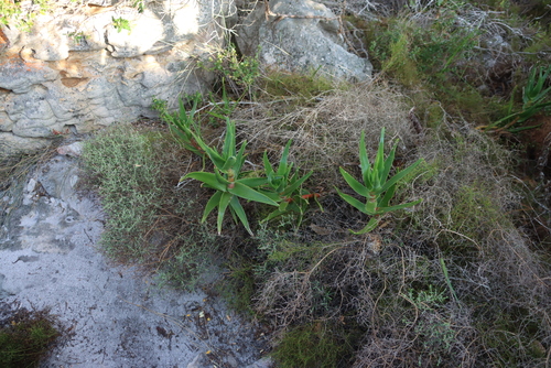 Image of Aloiampelos commixta by (c) Tony Rebelo, some rights reserved (CC BY-SA)