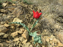 Tulipa gesneriana
