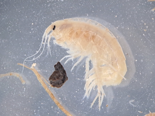 Gammarus insensibilis