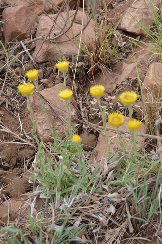 Image of Helichrysum aureum by (c) Hildegard Klein, some rights reserved (CC BY)