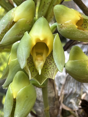 Large-fruited Catasetum