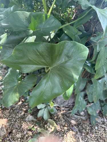 yautia madera