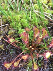 Drosera × obovata
