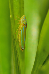 Graphocephala rufimargo