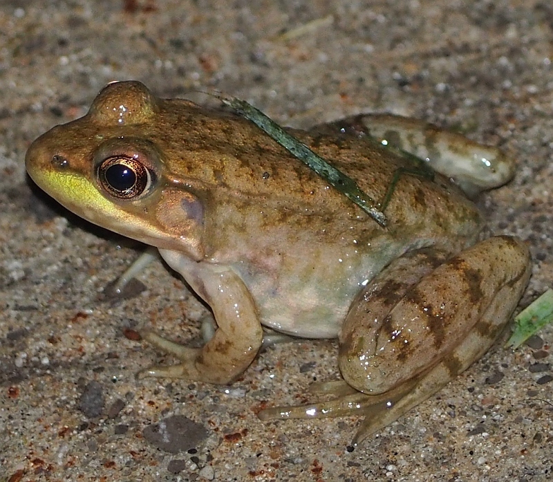 melanotan 2 eye color change Green Frog (Lithobates clamitans) main image 0