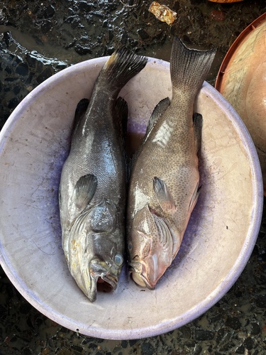 Banded grouper (Epinephelus latifasciatus) — Serranidae — 4