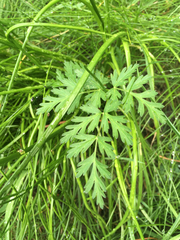 Conioselinum