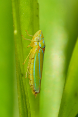 Graphocephala rufimargo