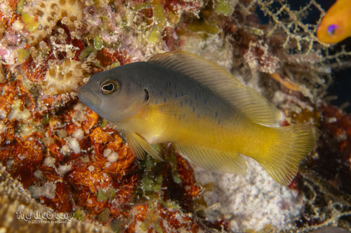 Pseudochromis olivaceus observed 2023-12-13