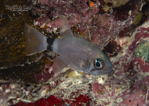 Tailring Cardinalfish — seen at this dive site