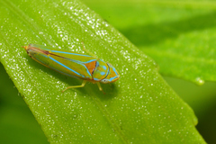 Graphocephala rufimargo