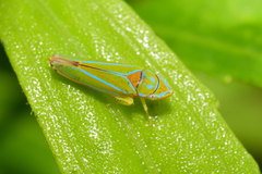 Graphocephala rufimargo