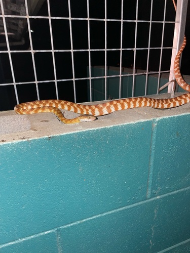 Brown Tree Snake sighting