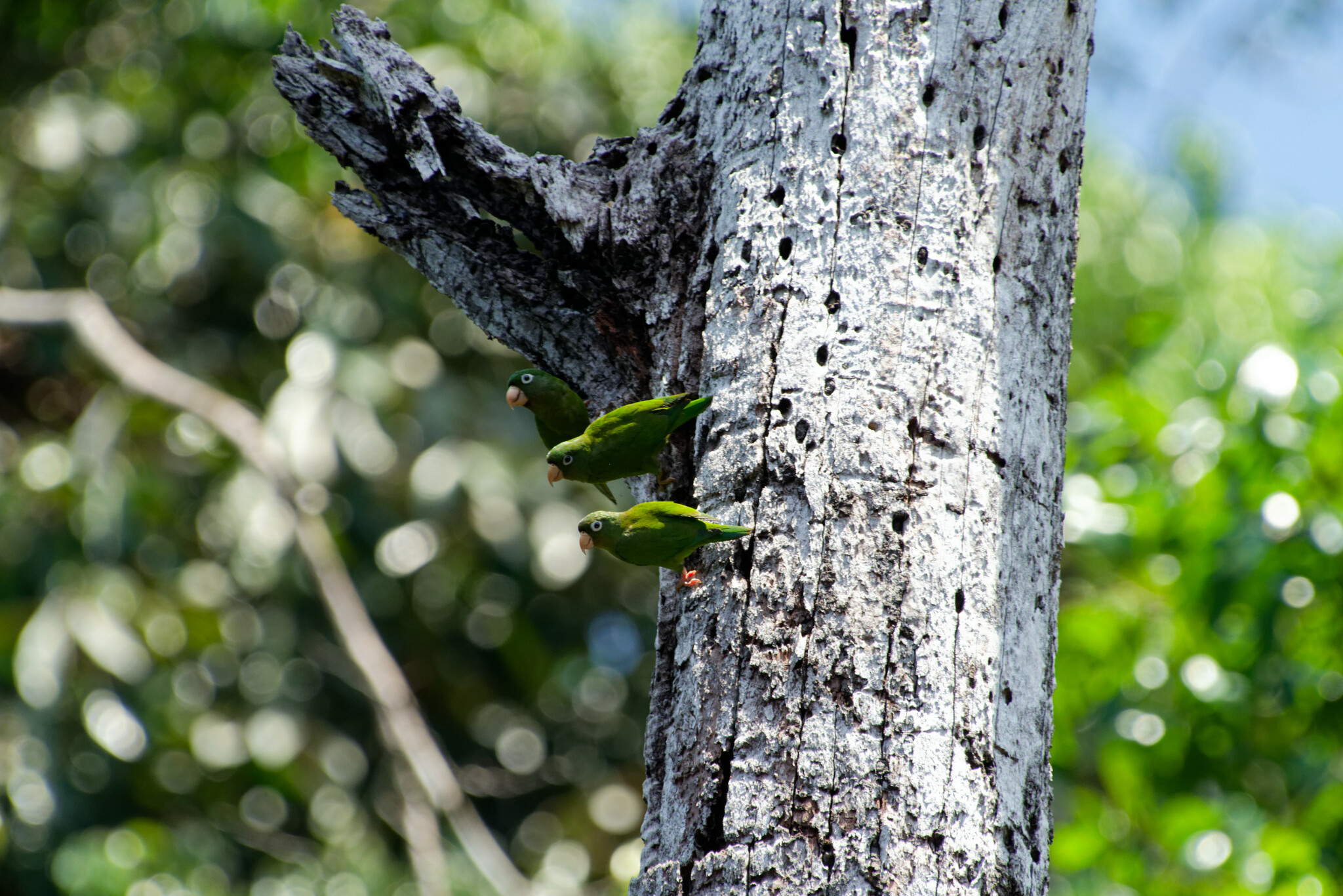 Golden-winged Parakeet (Brotogeris chrysoptera), photo 6