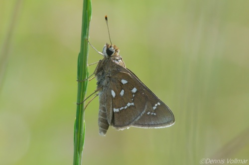 Loammi Skipper photo 2