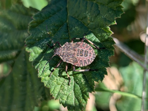 Halyomorpha halys