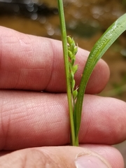 Carex leptonervia