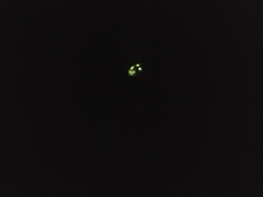 Lamprohiza splendidula