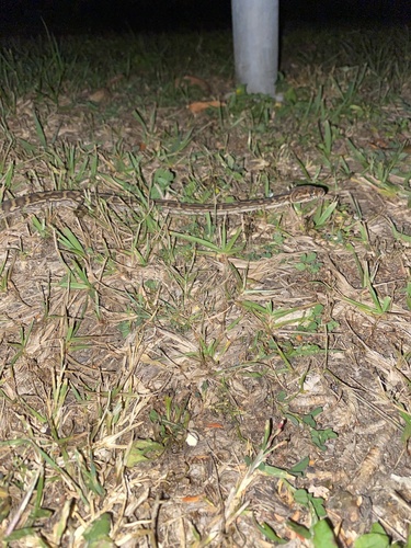 Coastal Carpet Python sighting