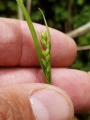 Carex leptonervia