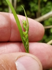 Carex leptonervia