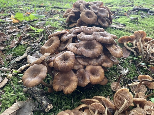 Desarmillaria tabescens