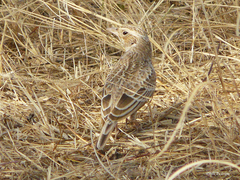 Mirafra javanica chadensis
