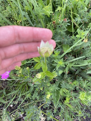 Image of Astrantia maxima by (c) Илья Руденко, some rights reserved (CC BY)