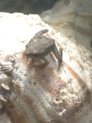 Eleutherodactylus campi