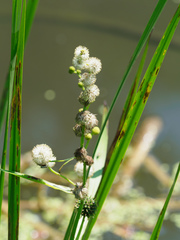 Sparganium eurycarpum