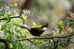 Eastern Whipbird photo 2