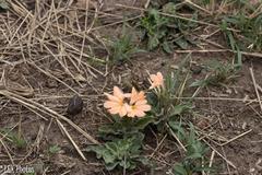 Crossandra subacaulis