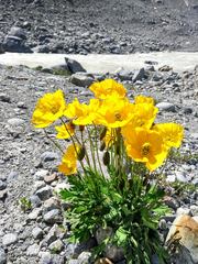 Papaver croceum