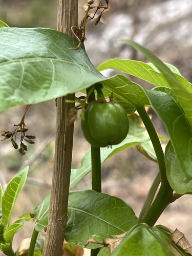 Jatropha heterophylla Tul. 3