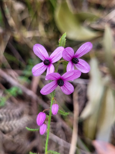 Glandular Pink-bells (Tetratheca labillardierei)