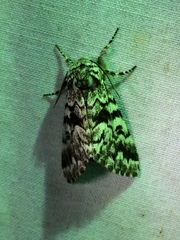 Panthea acronyctoides