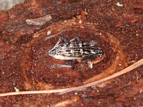 Ribbed Pine Borer photo 4