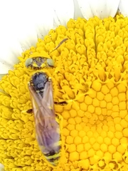 Philanthus crabroniformis