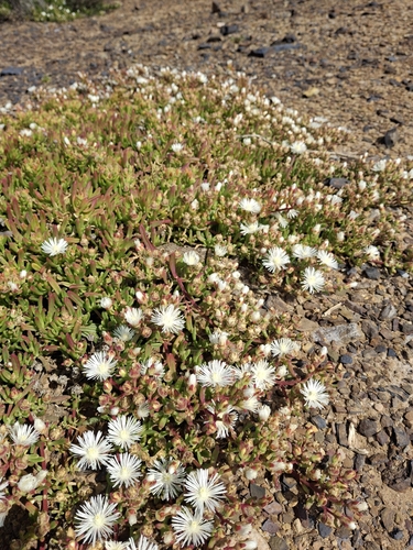Folk Preenfig (Mesembryanthemum longistylum)