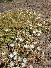 Mesembryanthemum longistylum
