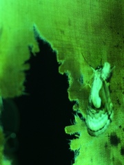 Chrysanympha formosa